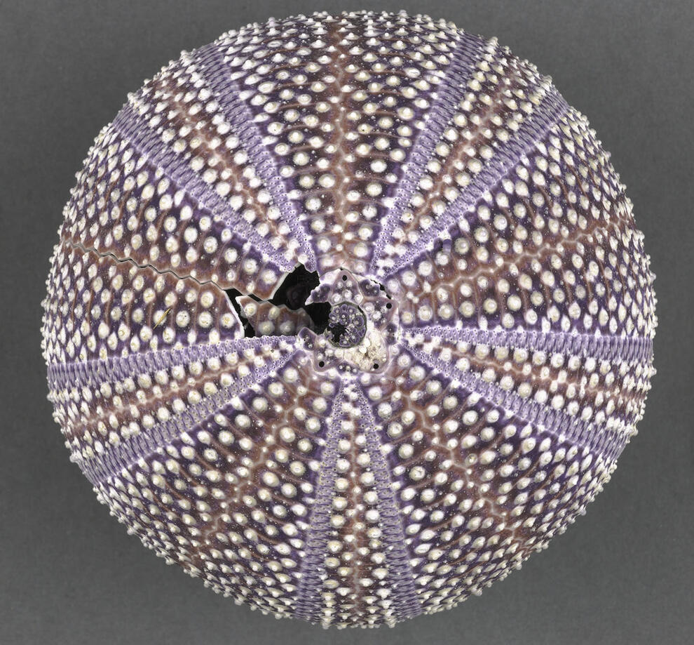 Sea urchin dry specimen, with colorful horizontal striping on test (skeletal structure), pictured from the top with a crack in the very top center.