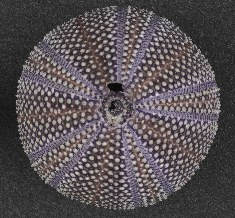 Sea urchin dry specimen, with colorful horizontal striping on test (skeletal structure), pictured from the top with smallcrack in the very top center.