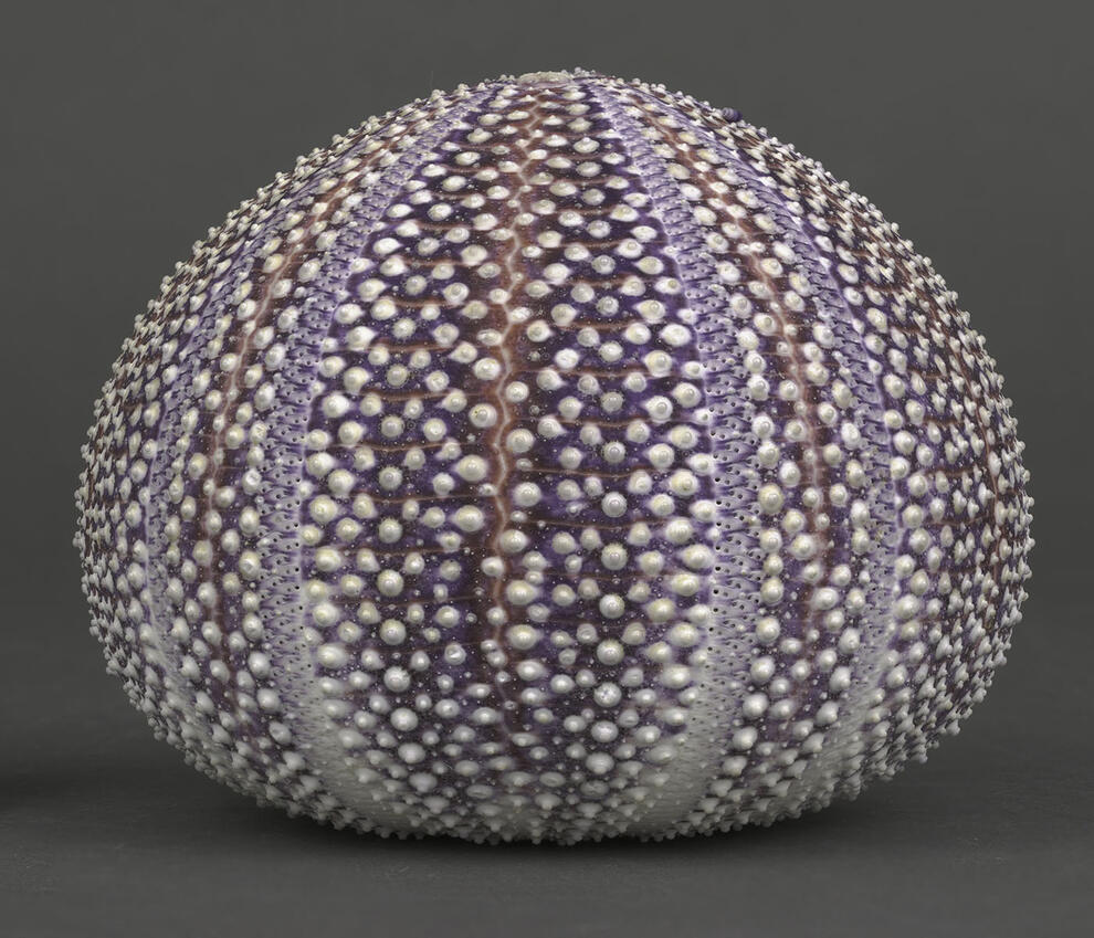 Sea urchin dry specimen, with colorful horizontal striping on test (skeletal structure), pictured from side. 