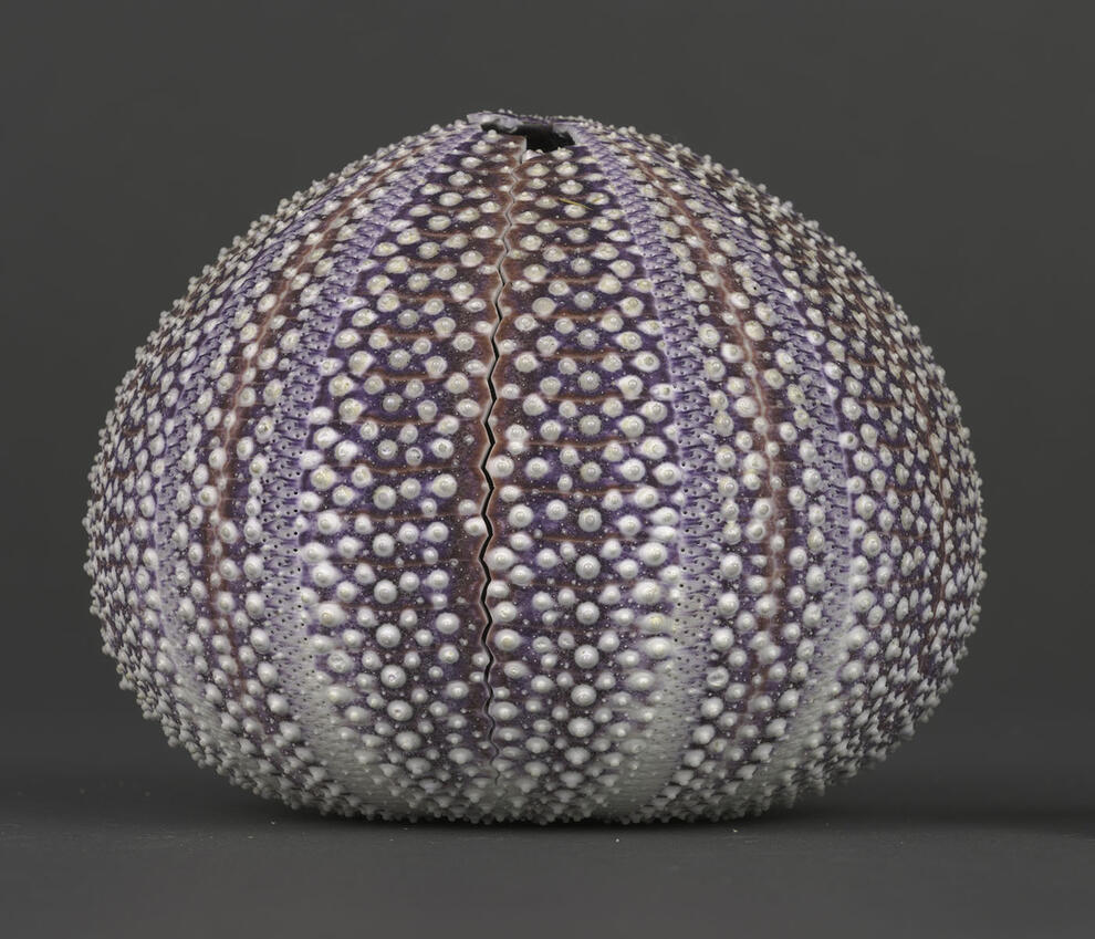 Sea urchin dry specimen, with colorful horizontal striping on test (skeletal structure), pictured from side with crack visible at top center.