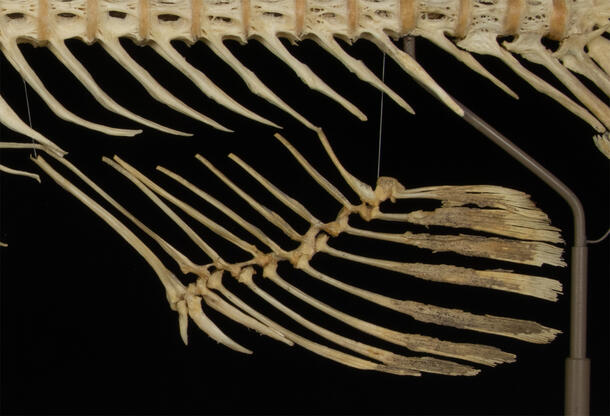 Close-up on anal fin bone on the grouper skeleton.
