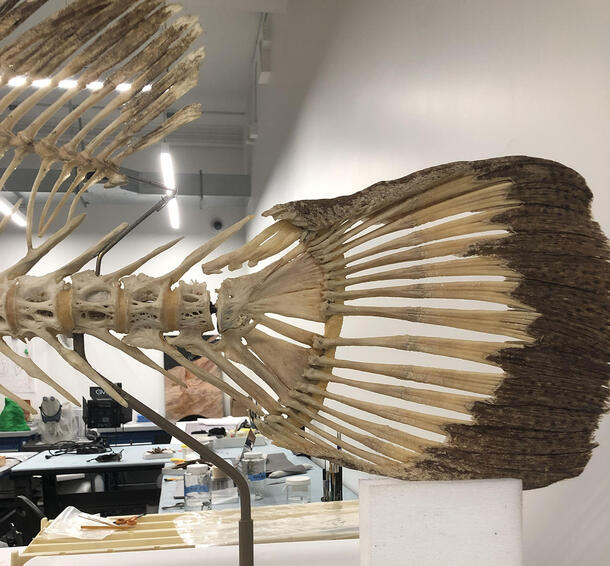 Rounded caudal fin skeleton, with darker colored end fading into the lighter color of the rest of the skeleton, supported by a pole.