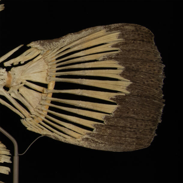 Rounded caudal fin skeleton, with dark colored end fading into lighter color of the rest of the skeleton, supported by a pole against dark background.