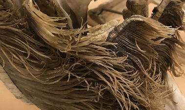 Close-up on gill filmanets, long-chain protein structures which enables fish to breathe and look fibrous.