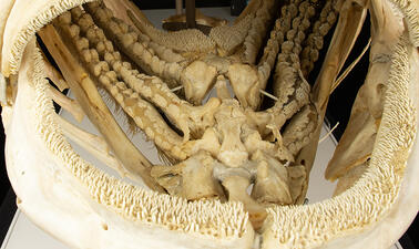 Close-up on gill rakers, bone or cartliage tooth-like projections from the gill arch.