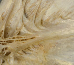Close-up of grouper bone, visually resembling pale translucent material stretched thin.