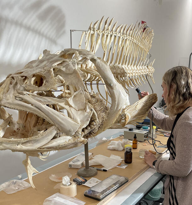 Person holds a long, skinny tool and works on a large grouper skeleton which is mounted on a table.