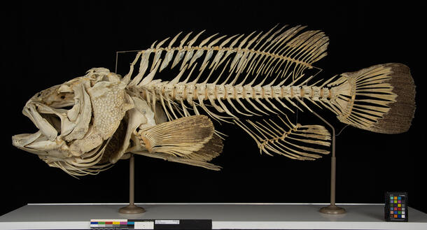Large, complete grouper skeleton mounted on poles on top of a table against dark background.