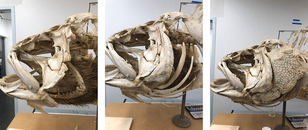 Three images of the grouper skeleton, close-up on skull, showing progress of the restoration of rays and scales, from left to right. 
