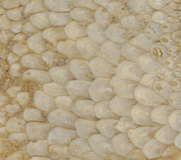 Close-up on many rows of pale colored scales.