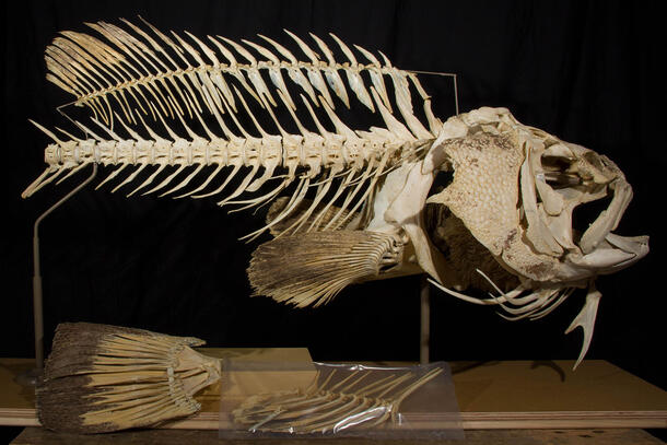 Grouper skeleton mounted on poles on table, with the caudal fin not yet attached and lying underneath the mounted skeleton.