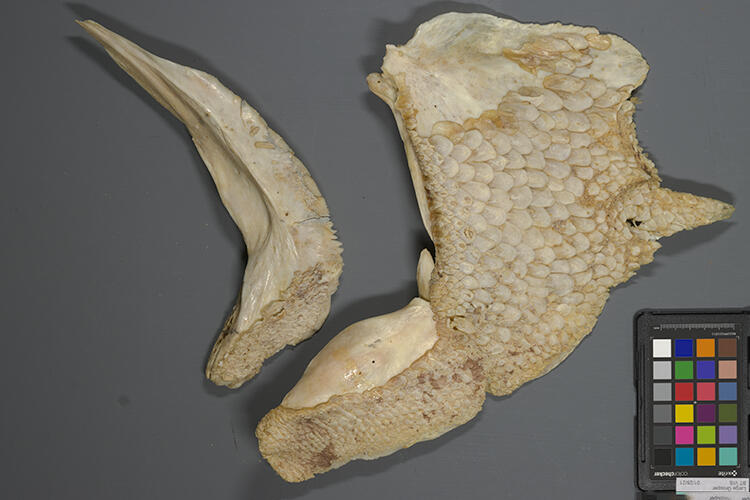 Grouper skeleton piece from the skull—the operculum and the preoperculum. 