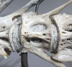 Close-up of a grouper skeleton invertebral membranes with beige overpaint and cracking in the fill material.