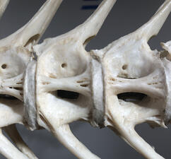 Close-up of the grouper skeleton intervertebral membrane lined with tissue paper and adhesive.