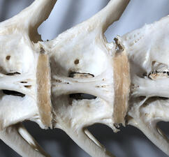 Close-up of the grouper skeleton intervertebral membrane with a transparent heat-activated wax-like adhesive (toned amber) applied.