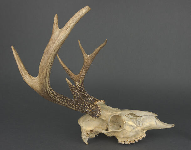 Deer skull specimen with long, curved antlers with splits like a tree branch.