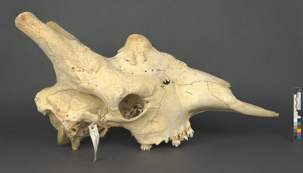 Giraffe skull specimen with two ossicones, rounded, columnar bone protrusions on top of the head.