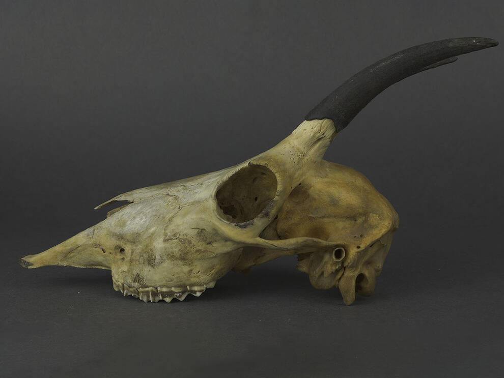 Goat skull specimen with dark, curved horns.