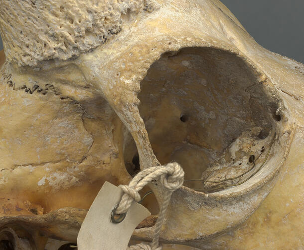 Close-up of the eye socket of an ibex skull, with a paper label tied to the socket using thin rope.