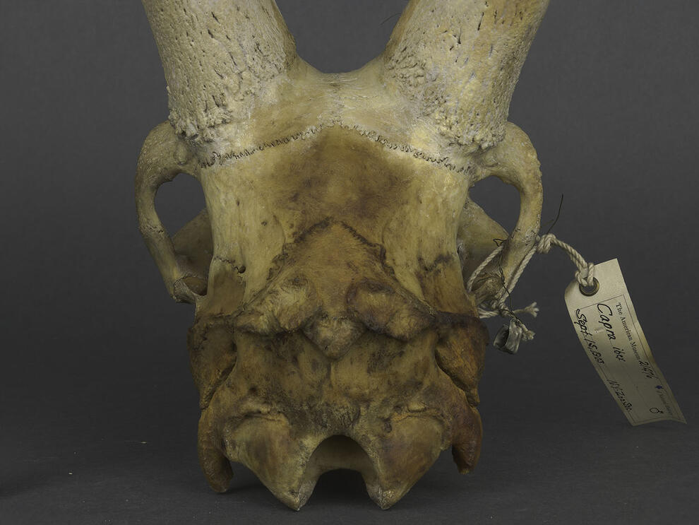 Front-facing view of an ibex skull specimen with horns not fully visible and a label tied to right eye socket.