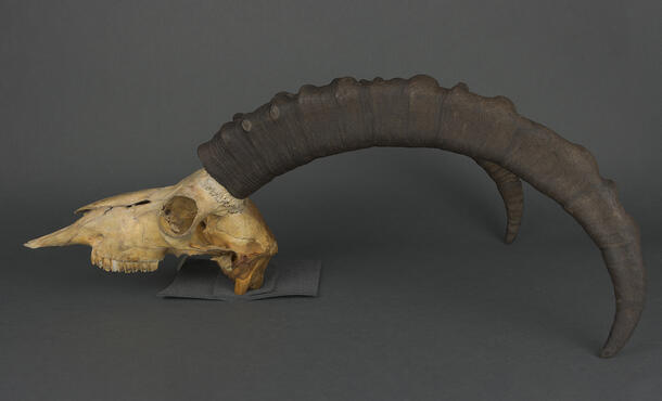 Ibex skull specimen with long, textured, curved horns with dark sheaths.