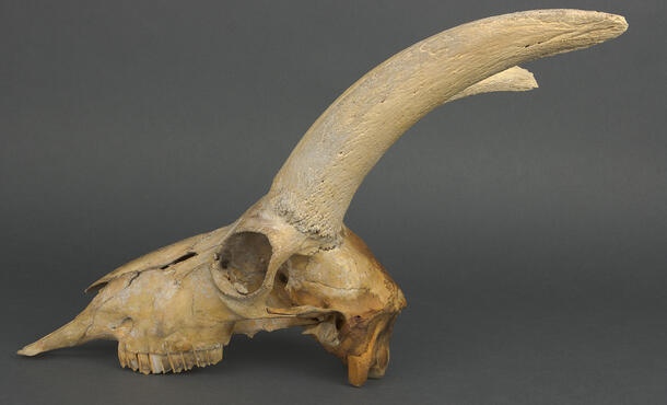 Ibex skull specimen with short horns that curve slightly.