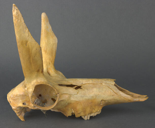 Pronghorn antelope skull specimen with short pronghorns that stand straight up above the head.