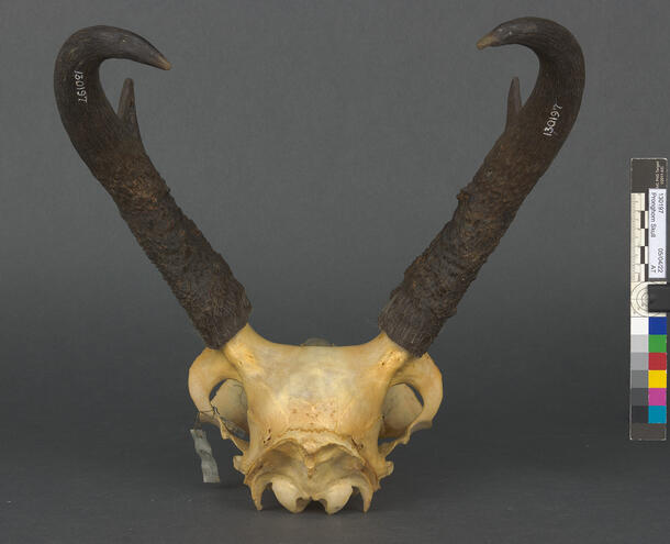 Pronghorn antelope skull specimen with short pronghorns with dark sheaths that curve at the ends and splinter off slightly like a tree branch.
