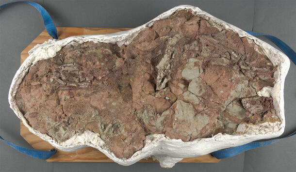 Large jacketed fossil which has been opened with the layer of plaster visible around the edges and the dirt and fossilized specimen viewable. 