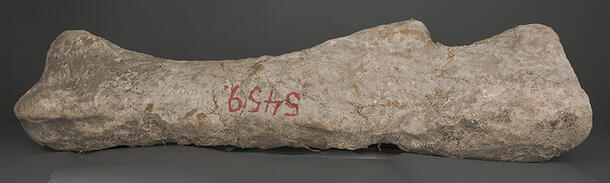 Long and large fossilized bone with the numbers 5459 written on it.