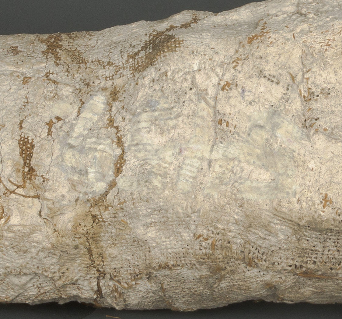 Close-up on the hadrosaur fossil bone with a crack running through the center.