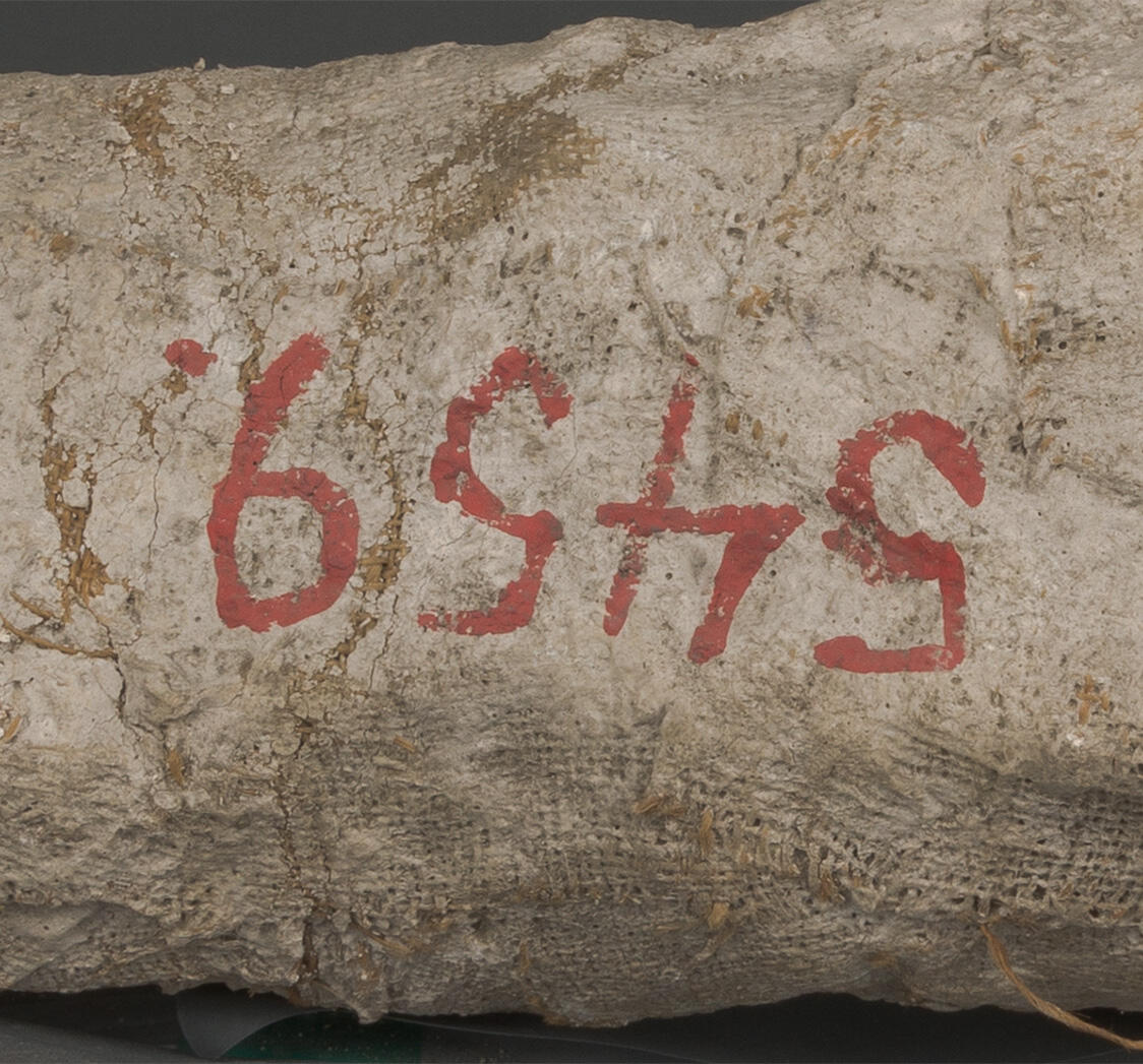 Close-up on the numbers 5459 written on the hadrosaurus fossilized bone.