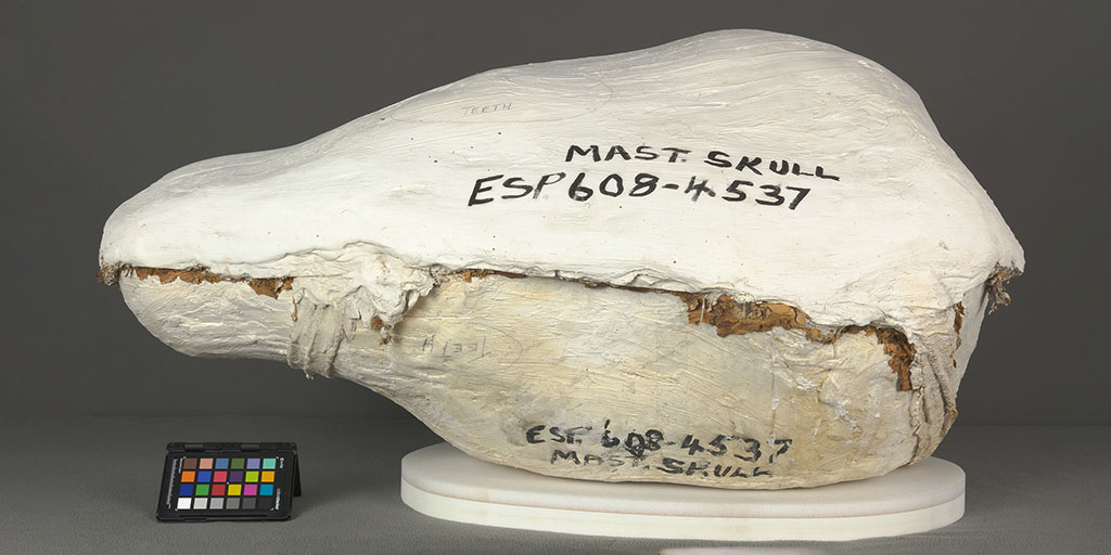 Conservation Case Studies Jacketed Fossil Specimens AMNH