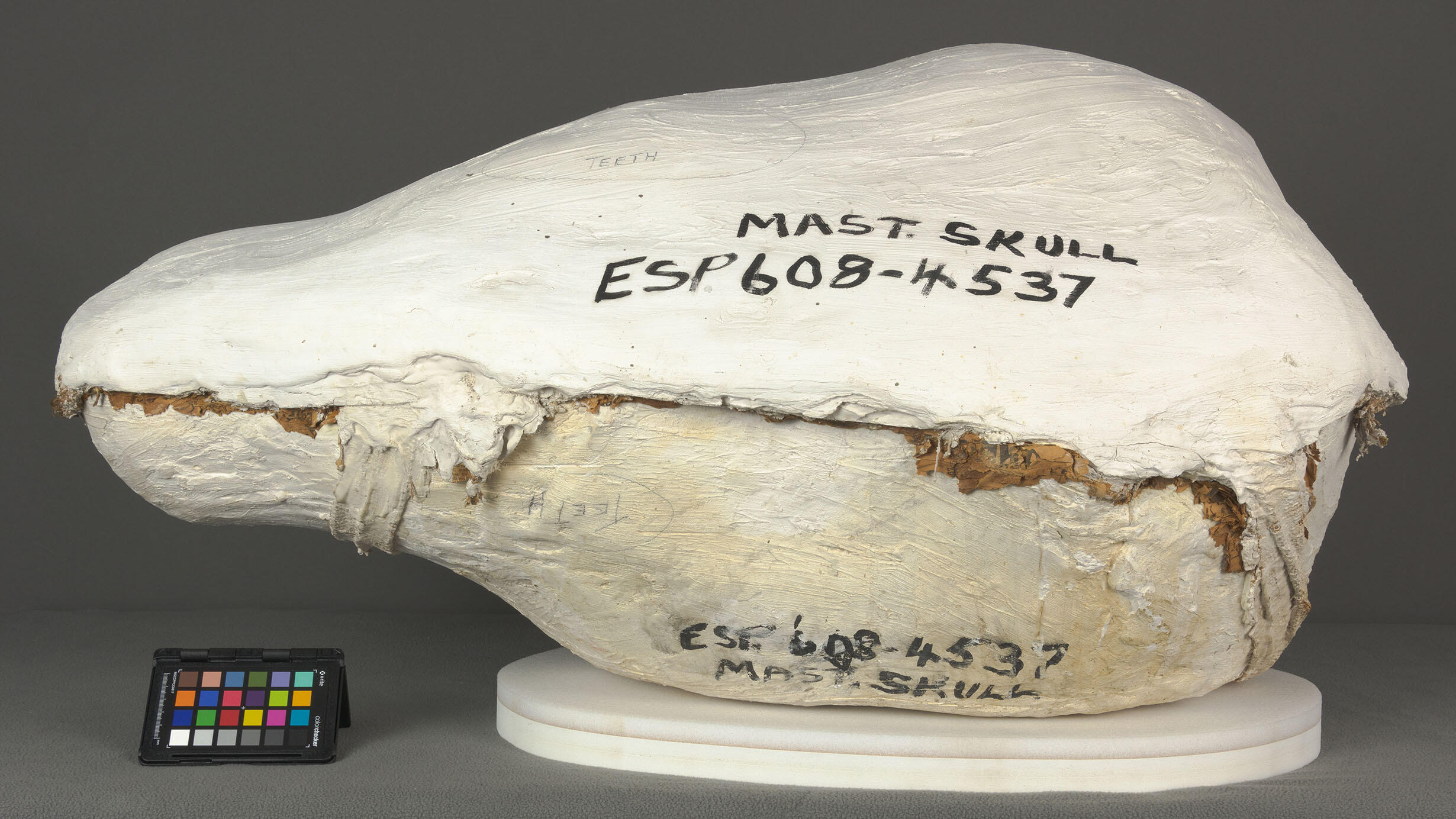  Mastodon skull enclosed in plaster, labeled "Mast. Skull ESP 608-4537."