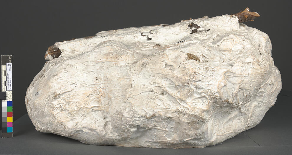 Round, closed fossil jacket specimen with a piece of wood along the bottom, also mostly covered in plaster. 
