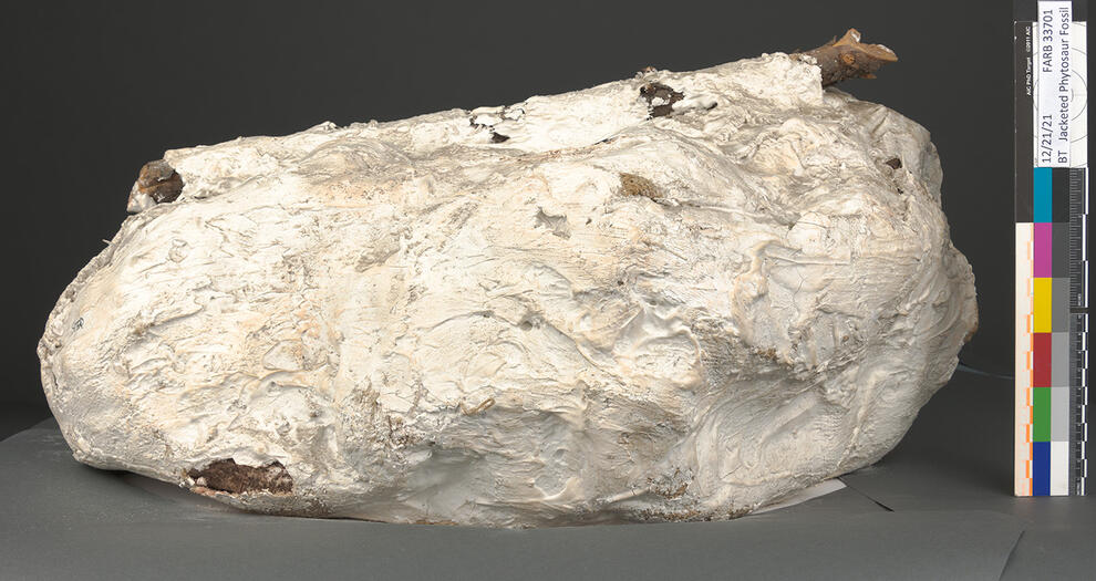 Round, closed fossil jacket specimen with a piece of wood along the bottom and a crack in the plaster toward the bottom. 