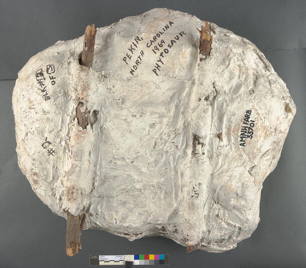Round, closed fossil jacket specimen with two sticks of wood encased along bottom and "Pekin, NC 1969 Phytosaur" and "AMNH FARB 33701" written on it.