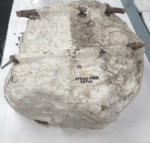 Round, closed fossil jacket specimen with two sticks of wood encased along the bottom and "AMNH FARB 33701" written in dark color.