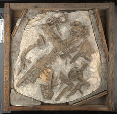 Platecarpus ictericus, fossil skull and partial skeleton in a wooden frame.