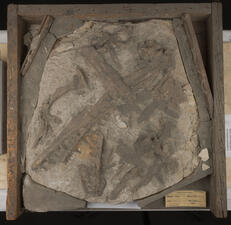 Partial fossil skeleton in a wooden frame, with the fossil contained in limestone/carbonate and protruding from stone.