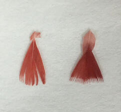 Two brightly colored feather fills.