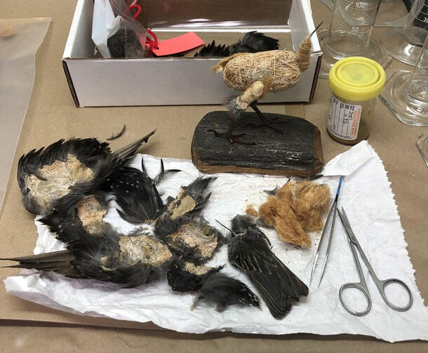 Deconstructed parts of the bird taxidermy, scissors, and tweezers laid out in front of the bird-shaped base structure on a table.