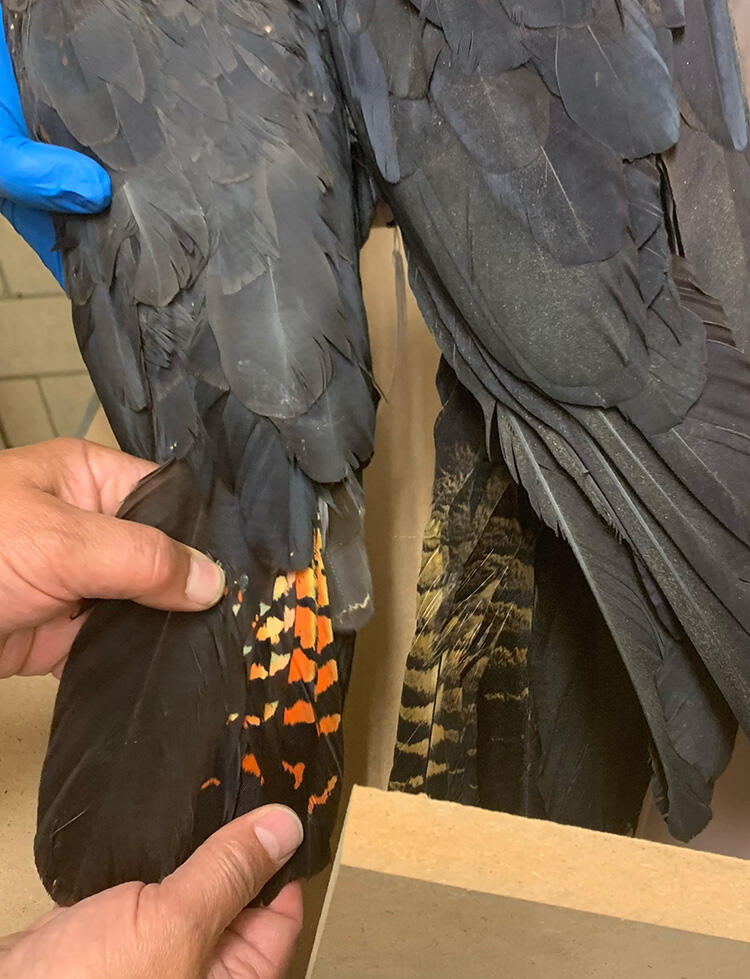 Two people's hands on the feathers on a taxidermy bird, holding a portion with a brightly colored, striped feather inserted among darker feathers.