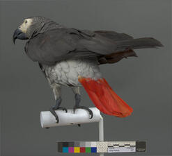 Restored gray parrot taxidermy mount pictured from behind, with a brightly colored tail.