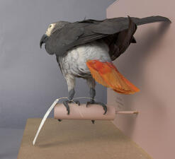 Gray parrot taxidermy mount pictured from behind, with a brightly colored tail.