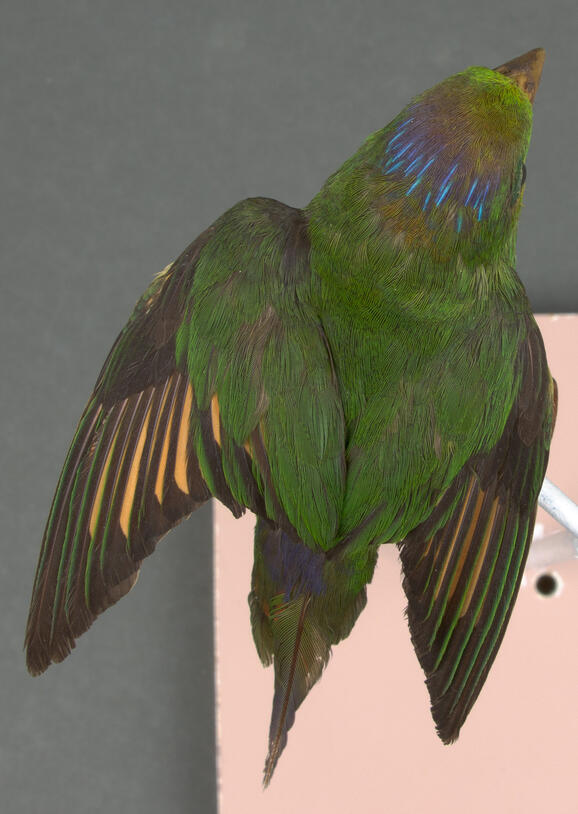 Green parrot taxidermy mount pictured from above, with multicolored wings.