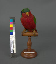 Restored, brightly colored Kuhl's lorikeet taxidermy mount on a wooden perch.