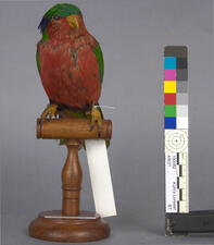 Colorful, pre-treatment Kuhl's lorikeet taxidermy mount on a wooden perch.