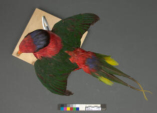 Colorful, post-treatment Papuan lory taxidermy mount pictured from above.