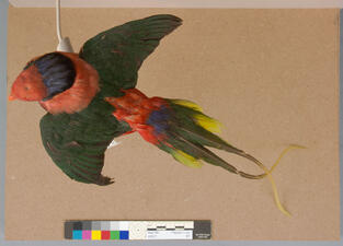 Colorful, pre-treatment Papuan lory taxidermy mount pictured from above.
